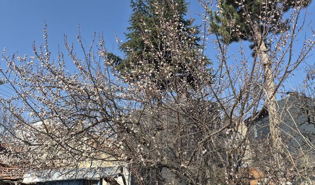 Eskişehir'de yağış beklense de, ağaçlar çiçek açtı!