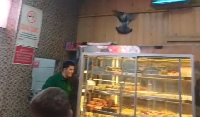 Eskişehir'de iftar vakti güvercin paniği!