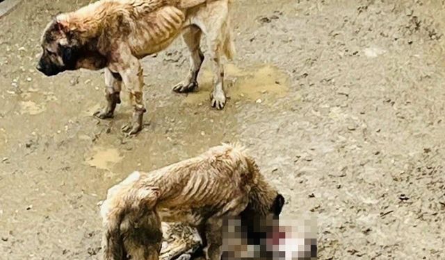 Bozüyük hayvan barınağındaki görüntüler sosyal medyayı salladı!