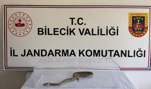 Nesli tehlikedeki piton Bilecik'te yakalandı
