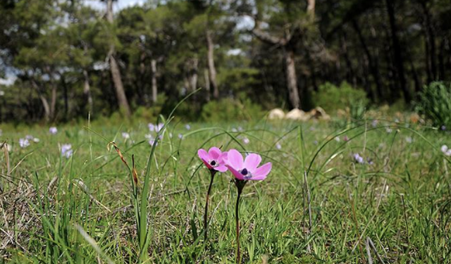 Cemre toprağa düştü: Bahar kapıda!