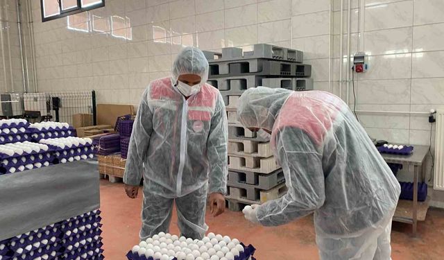 Yumurta paketlemesi yapan işletmelere denetim