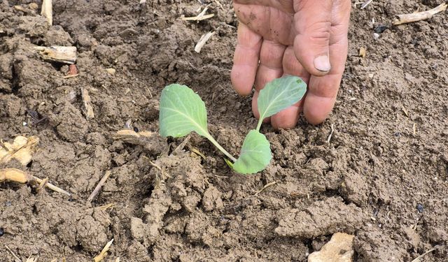 Eskişehir'de çiftçiler umutlu: İlk mahsuller yolda!