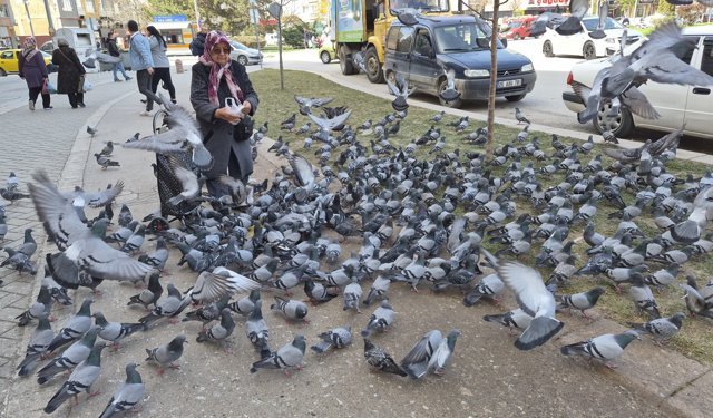 Eskişehir'de güvercin sürüsü yaşlı kadını sardı