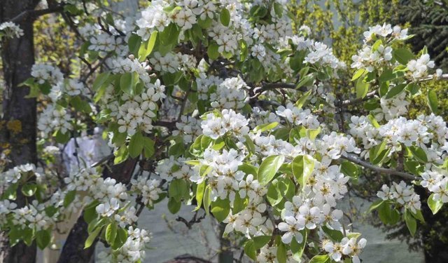 Eskişehir'de çiçek açan armut ağacının güzelliği