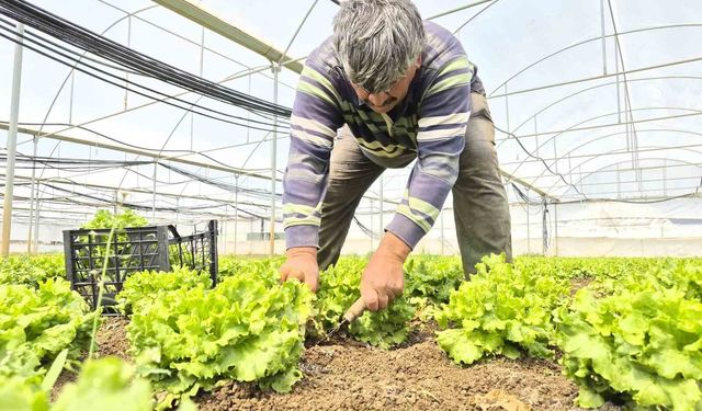 Eskişehirliler tarladaki fiyatını duyunca çok şaşıracak!