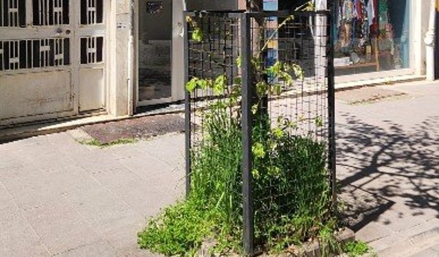 Eskişehir'de ağaçlara esnaftan koruma