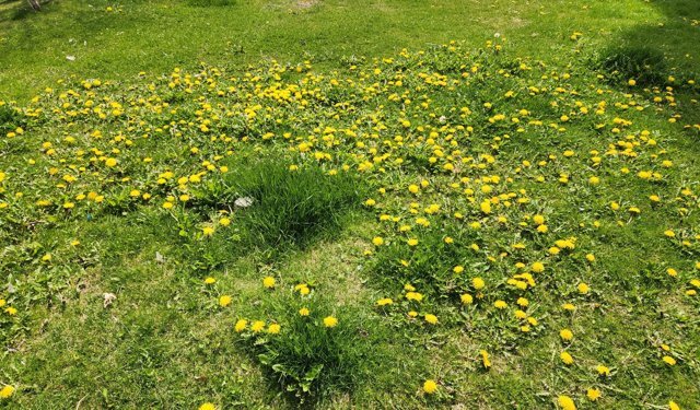 Eskişehir’de sarı çiçekler baharı müjdeledi