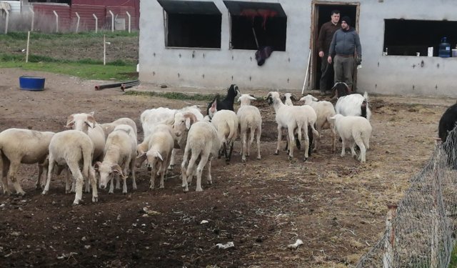 Eskişehir'de kurbanlıklar görücüye çıktı: İşte fiyatlar...