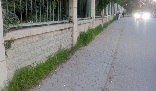 Eskişehir'de otlar büyüyerek alanı daralttı!