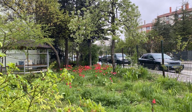 Eskişehir’de sokakları bahar renklerine büründü