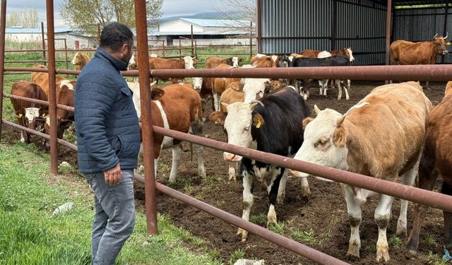 Kurban Bayramı'na sayılı gün kaldı: Üreticilerin yüzü gülüyor!