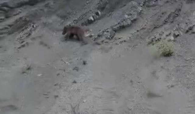 Ormana çıkmaya çalışan ayının görüntüleri sosyal medyada gündem oldu!