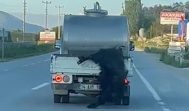 Kurbanlığı araç arkasından sürükleyen sürücüye ceza!