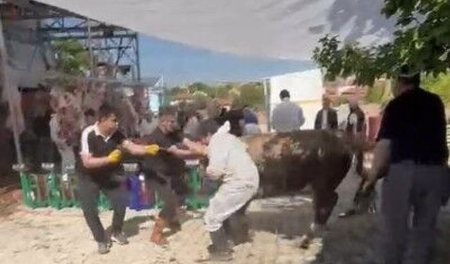 Kaçan kurbanlık tosun görevlileri savurdu