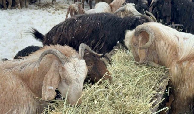 Eskişehir'de hava şartları besicileri zorluyor!