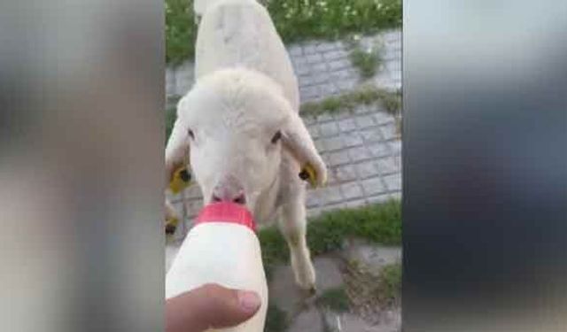 Hayvan besicisinin kuzularla mesaisi yüz gülümsetti!