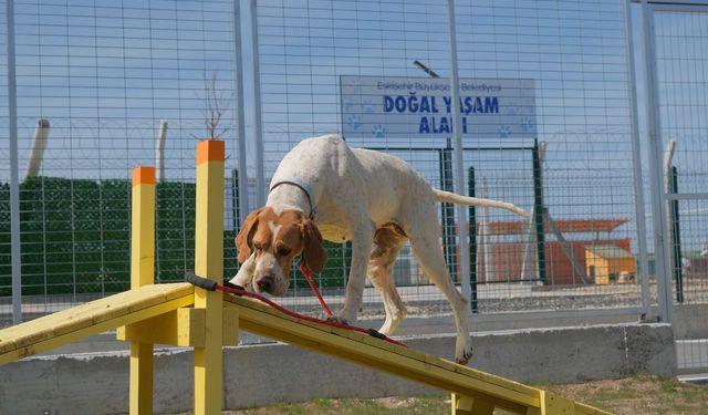 Eskişehir'de yeni sistem hizmete açıldı: Artık dijital ortamda!