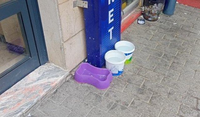 Eskişehir'de can dostlar sokakta unutulmuyor