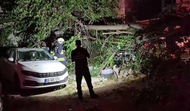 Eskişehir'de gece mahalle ayağa kalktı: Dut ağacı ikiye ayrıldı!