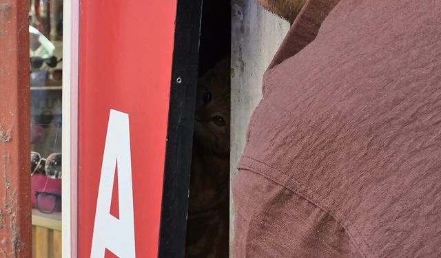 Eskişehir'de reklam tabelasında kedi alarmı!