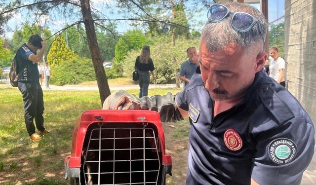 Eskişehir'de poliklinik binasında mahsur kaldı, görenler şaşırdı!