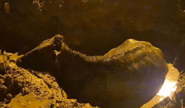 Kuyuya düşen inek operasyonla kurtarıldı!