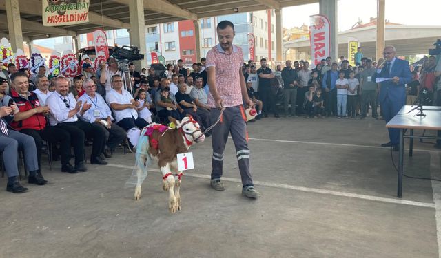 Afyon'da ilginç etkinlik: En güzel buzağı seçildi!