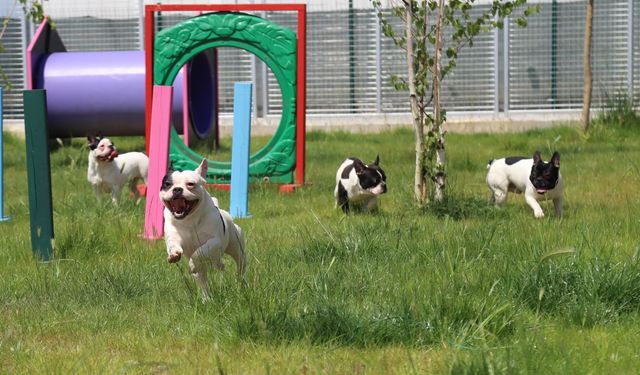 Eskişehir'de “Köpeklerim Ayrılmasın” çağrısı karşılık buldu