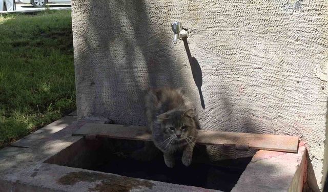 Eskişehir'de sıcaktan bunalıp, tarihi çeşmeyi mesken tuttu!