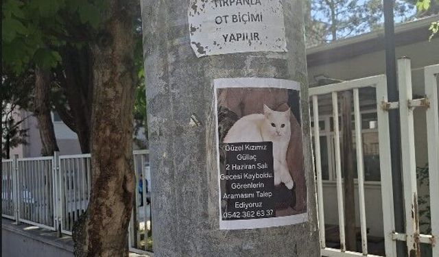 Eskişehir'de sahibinden kayıp kedi ilanı!