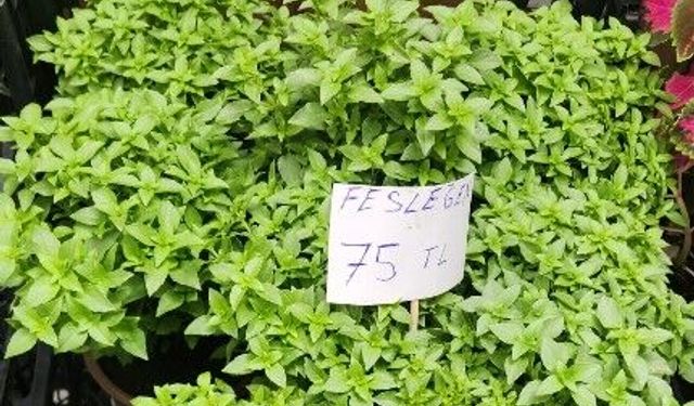 Yaz mevsimi geldi: Sofraların ve balkonların vazgeçilmezi!
