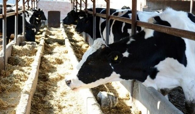 Eskişehir'de kayıp inek alarmı: Ekipler seferber oldu!