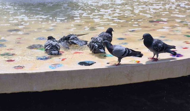 Sıcaktan bunalan güvercinler süs havuzunda serinledi