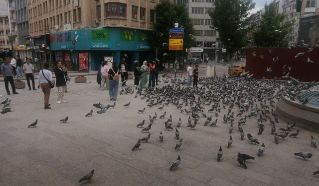 Güvercin parka yoğun ilgi
