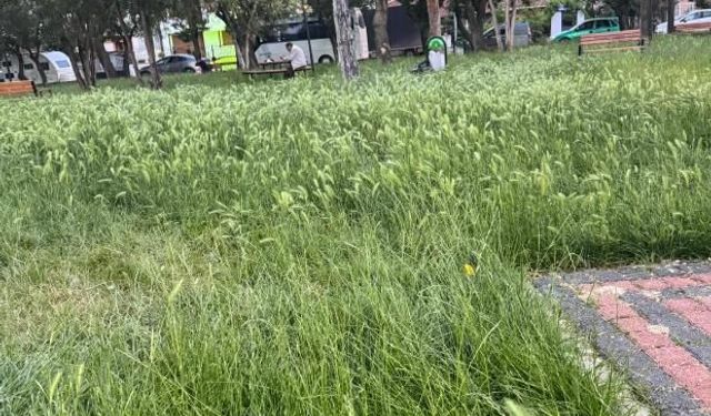 Eskişehir'de yeşil alanlar için bakım çağrısı yapıldı