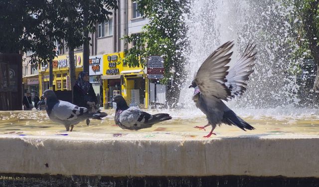 Eskişehir’de onların bile sıcaktan kaçış noktası Hamamyolu oldu