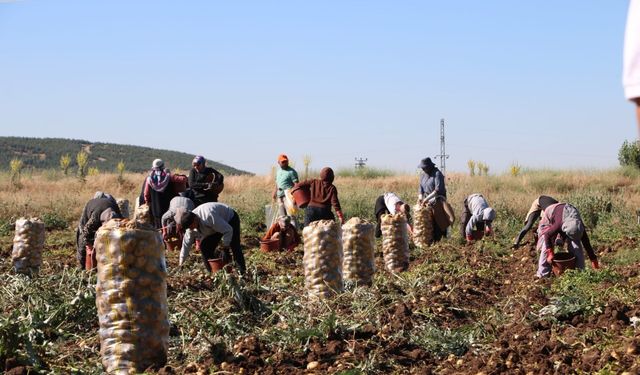 Afyon'da patates hasadı başladı, üretici memnun!