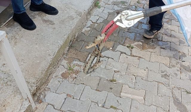 Eve giren yılan mahallede paniğe neden oldu!