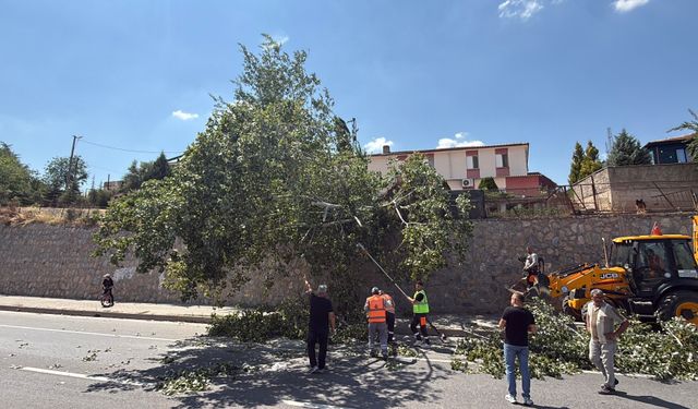 Eskişehir'de dev kavak ağacı kara yoluna devrildi! Facianın eşiğinden dönüldü!