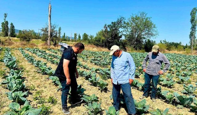 Afyon'da sebze üretim alanlarında kontroller sürüyor