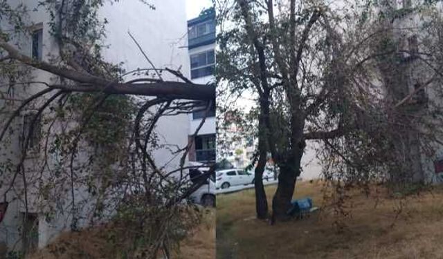 Eskişehir'de tehlike saçan ağaç için özel çağrı