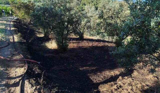 Bilecik'te zeytin bahçesinde korkutan yangın!