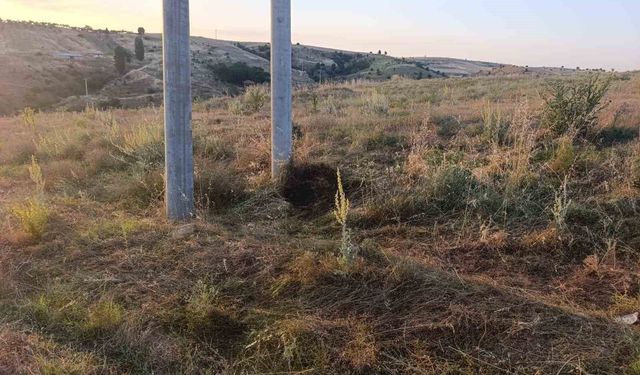 Elektrik tellerine çarpan kuş yangına neden oldu