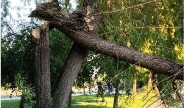 Eskişehir'deki şiddetli rüzgar ağacı ikiye böldü!