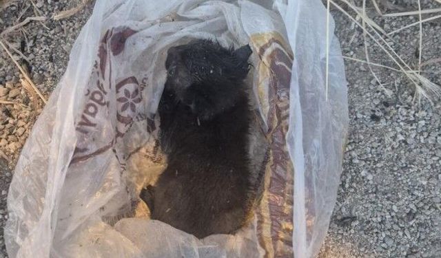 Eskişehir'de mahalleliyi ayağa kaldıran olay: Çöp poşetinde böyle bulundu!