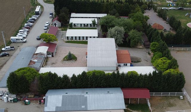 Tepebaşı'nda 15 binden fazla can dosta yeni yuva