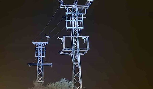 Leylekler kondu, elektrikler gitti! Afyon’da ilginç kesinti