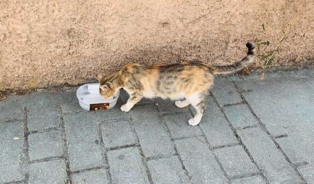 Sokak hayvanları için bırakılan mama ve su kapları umut oluyor
