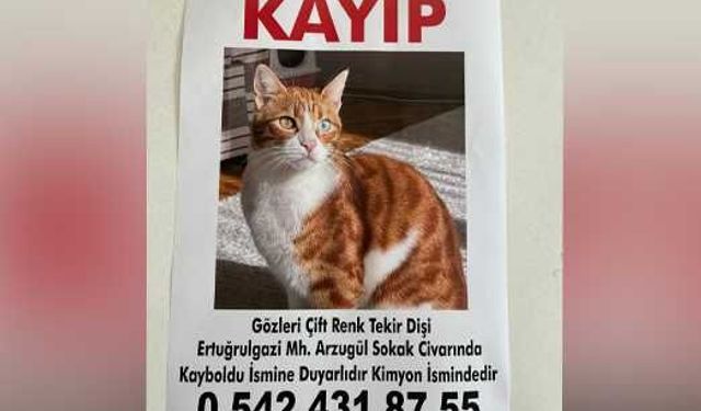 Eskişehir’de kayıp kedi ilanı: Kimyon her yerde aranıyor